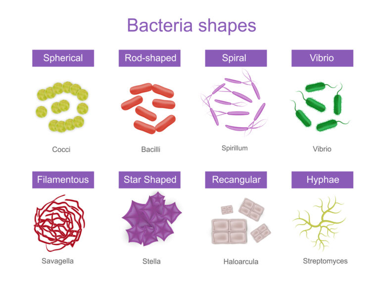 Bacteriology, Bacteria