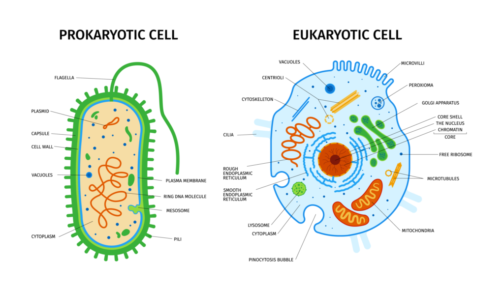 Bacteriology