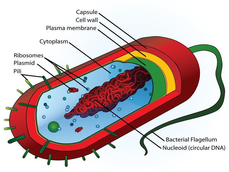 Bacteriology