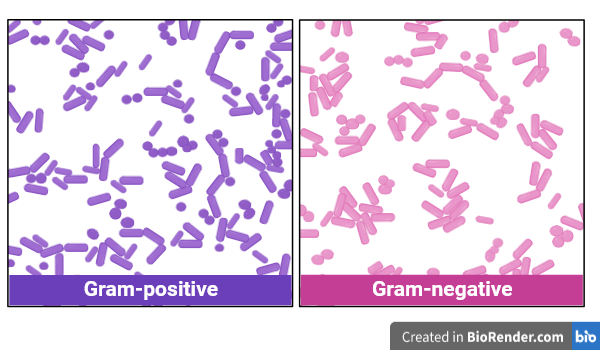 Gram staining