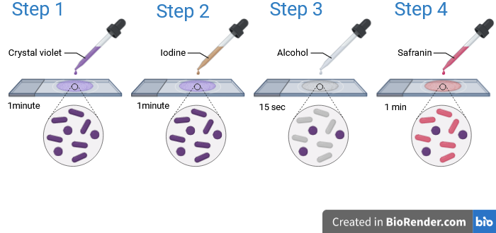 Gram Staining Procedure