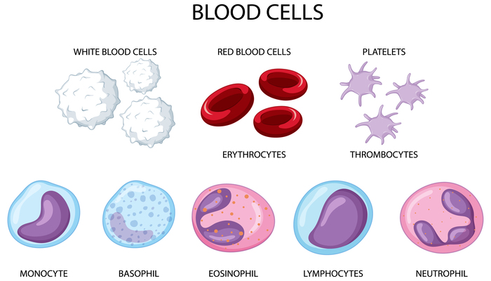 Blood cells